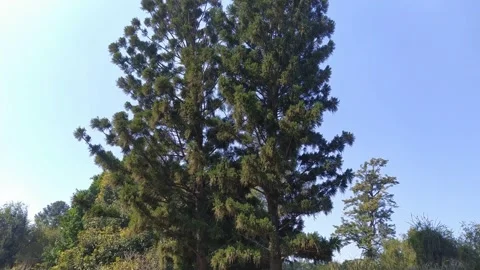 4K Video of a tree. 스톡 동영상 300277273