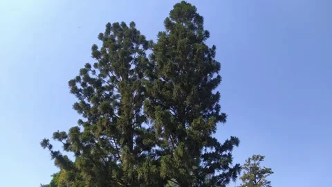 4K Video of a tree. Stock Footage 300277292