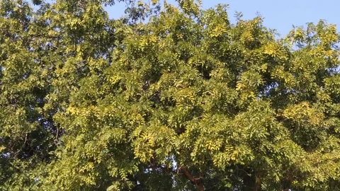 4K Video of a tree. Stock Footage 300369410