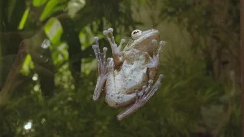 4K Video of a tree frog on glass. Stock Footage 265666384