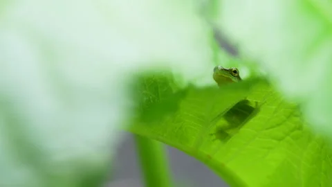 4K Video of a tree frog on grass. Stock Footage 179216479