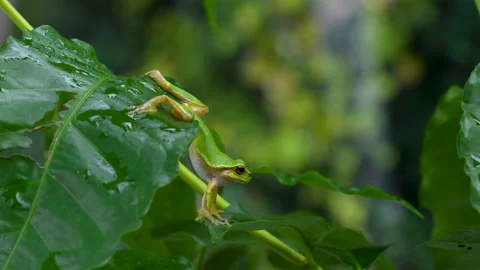 4K Video of a tree frog on grass. Video stock 183428766