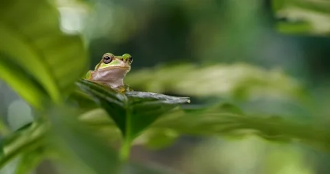 4K Video of a tree frog on grass. Stock-Footage 196862132