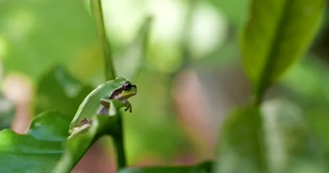4K Video of a tree frog on grass. Stock Footage 197630383