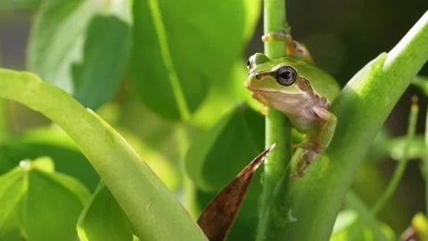 4K Video of a tree frog on grass. Stock Footage 198294483