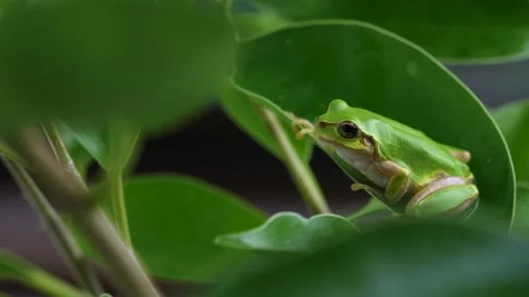 4K Video of a tree frog on grass. Stock Footage 201126135