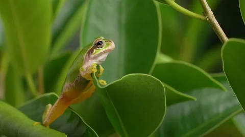 4K Video of a tree frog on grass. 스톡 동영상 235278264