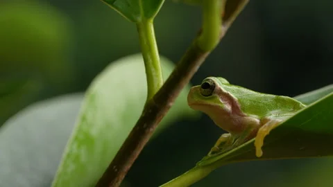 4K Video of a tree frog on grass. 스톡 동영상 235282430