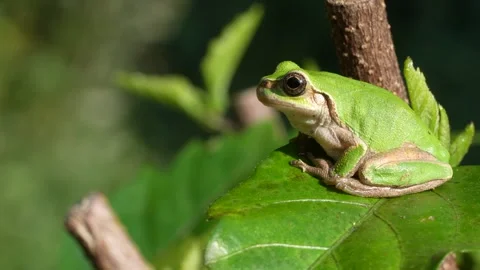 4K Video of a tree frog on grass. Video stock 304976987
