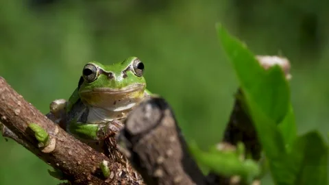4K Video of a tree frog on grass. Stock Footage 312311989