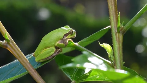 4K Video of a tree frog on grass. 스톡 동영상 332024894