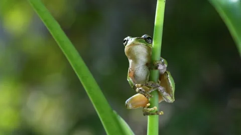 4K video of a tree frog holding onto grass. Stock Footage 198294547