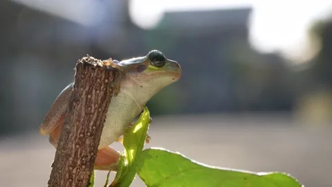 4K video of a tree frog sitting on a branch. Stock Footage 267564537