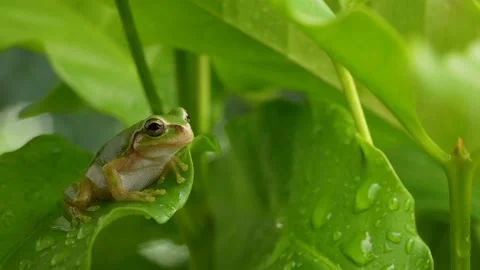 4K video of a tree frog taken while slowly moving the camera Stock Footage 236352939