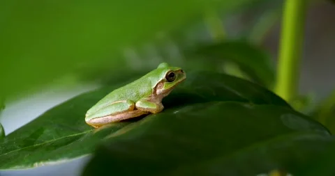 4K video of tree frog wiping its face. Stock Footage 196863317