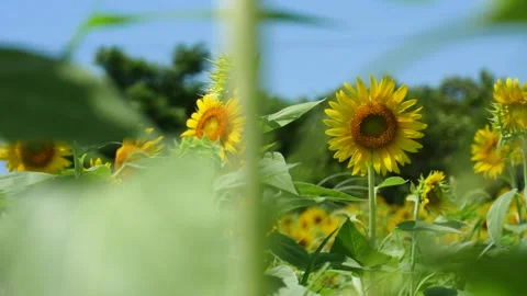 4K video of tree frogs on grass. Stock Footage 268239273