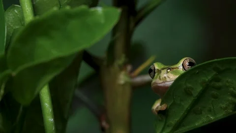 4K video of tree frogs on grass. Stock Footage 270279769