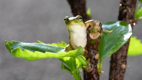 4K video of tree frogs on grass. Stock Footage 278447208