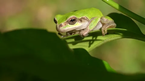 4K video of tree frogs posturing on leaves. Stock Footage 267371781