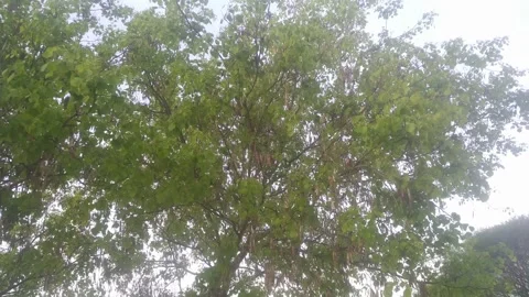 4K Video of tree leaves and branches. Video stock 331700703