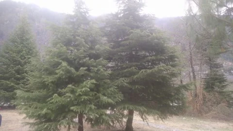 4K Video of trees and wind blowing in hills. 스톡 동영상 331452207