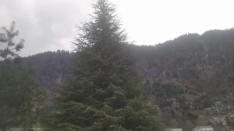 4K Video of trees and wind blowing in hills. 스톡 동영상 331452222