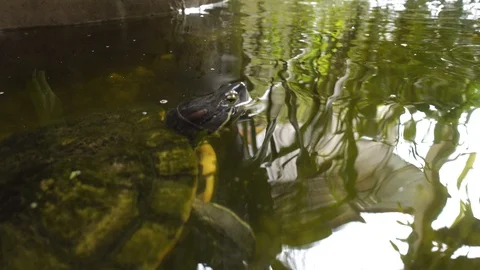 4K video turtle is emerging from the water. 動画素材 109212602