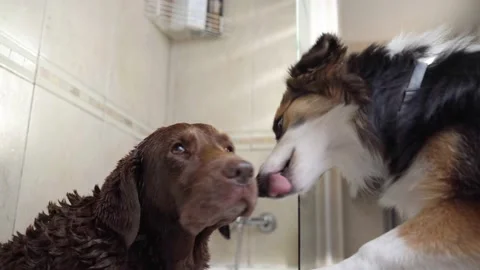 4k video of two dogs playing at bath time 動画素材 232503532