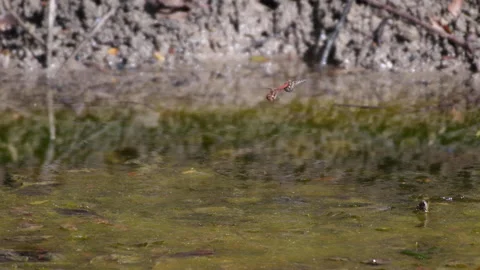 4k video of two dragonflies mating and laying eggs in a pond Stock Footage 141575431