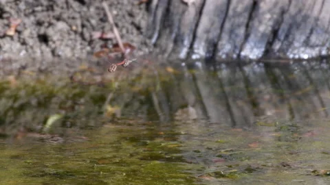 4k video of two dragonflies mating and laying eggs in a pond Stock Footage 141588466