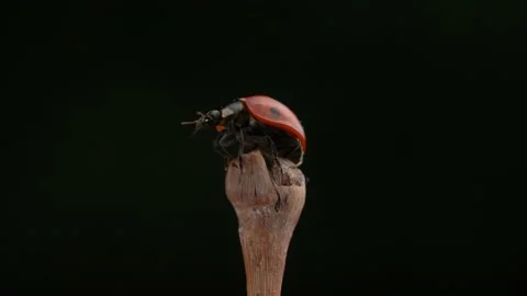 4K video of two ladybugs wriggling at the end of a stick. Stock Footage 221449992