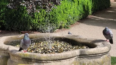 4K video of two pigeons resting on a stone fountain with water droplets Stockbeeldmateriaal 339276002