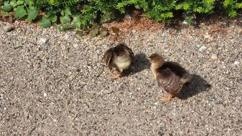 4K video of two young peachicks exploring a sunlit gravel surface together. Vidéo 339275983