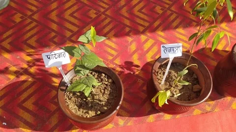 4K Video of various plants. Stock Footage 294582296