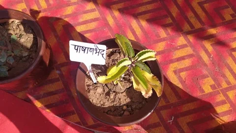 4K Video of various plants. Video stock 294582862