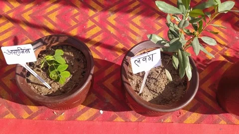 4K Video of various plants. Stock Footage 294582863