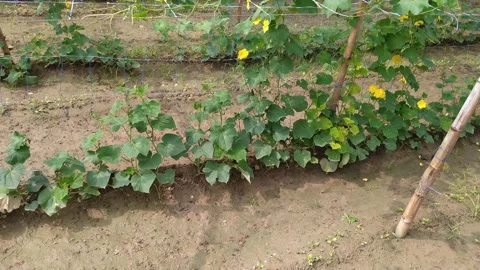 4k Video of vegetable plants. Video stock 248241860