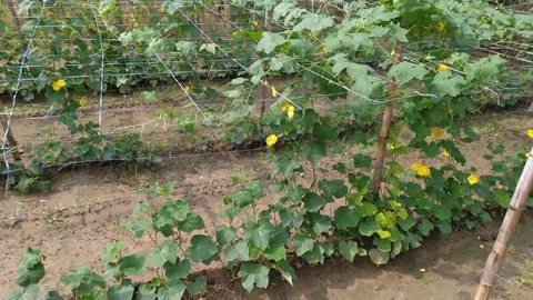 4k Video of vegetable plants. Stock Footage 248241902