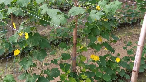 4k Video of vegetable plants. Stock Footage 248241903