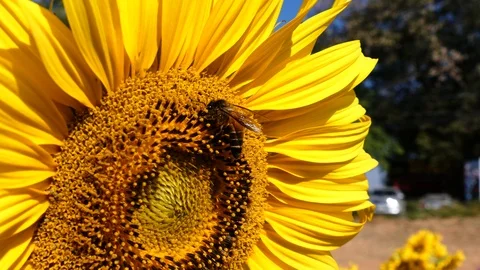 4K video Very large bees are in yellow sunflower pollen. 스톡 동영상 106866246