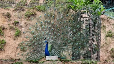 4K video view of peacock in closed up Stock Footage 234110483