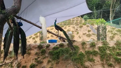 4K video view of peacock in closed up Video stock 234110617