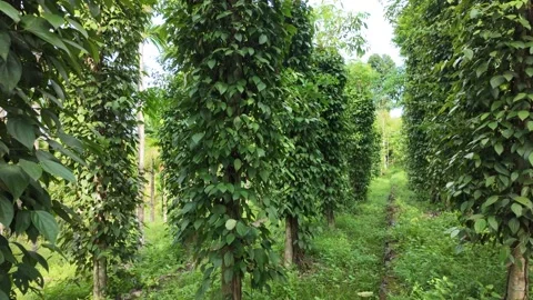 4K video of walking through lush green pepper plantation Stock Footage 314586964