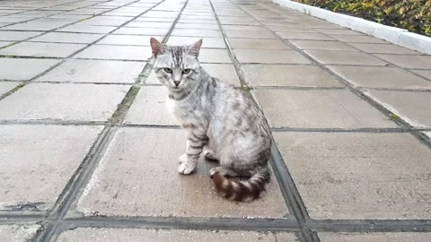 4k, video, Wet gray funny cat sitting and licking Stock Footage 168783543