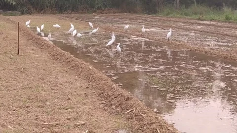 4K Video of white duck in the field. Video stock 291546746