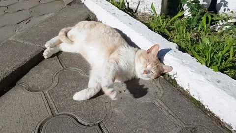 4k, video, A white-red cat sleeping in the rays of sunlight and sipping paws, Stock Footage 168783504