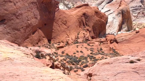 4k video. Wild mountain goats walk over rocks in the Valley of Fire in Arizona Stock Footage 153977751