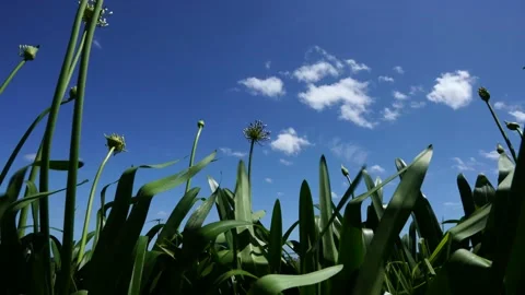 4K video of Wind blowing through a lush green bulb field Stock Footage 221427875