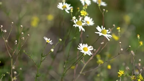 4k video. the wind moves the daisies on the field, sunny day, flowers close-up Stock Footage 153150355