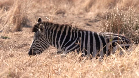A 4K Video of a Zebra laying down in the grass and rolling scratching its self Stock Footage 200877998